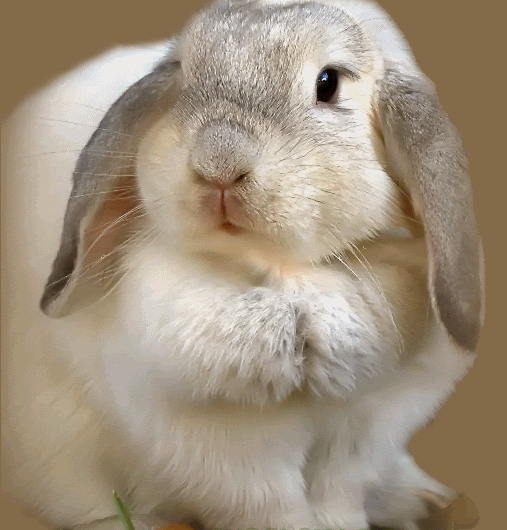 rabbit.gif image by Automatic_PWNage